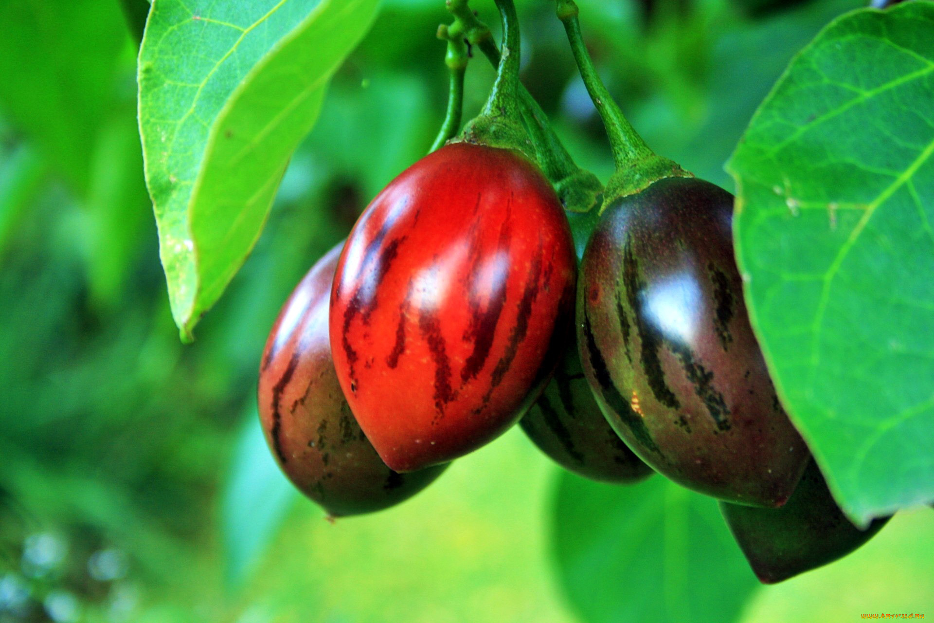 , , tree-tomato, fruit